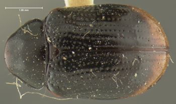 Media type: image;   Entomology 33859 Aspect: habitus dorsal view